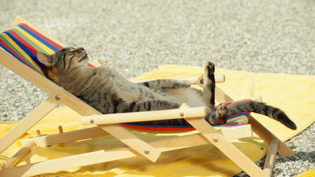 Sleeping Cat - sleeping, beach, cat, sun, animals