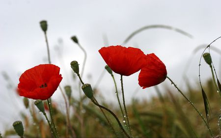 Red Poppies - nature, flowers, poppies, red