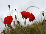 Red Poppies