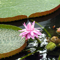 Nymphaea (Water Lily)