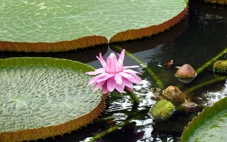 Nymphaea (Water Lily)