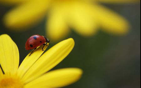 Ladybug on Flower - flower, nature, bugs, ladybug