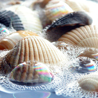 Shells in Water