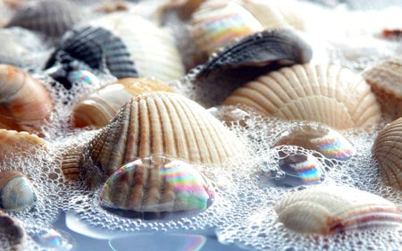 Shells in Water - nature, shells, water, blue