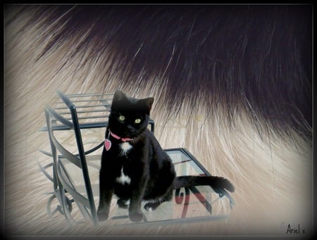 Encounter with a Furred Kind - ariel, black cat, fur, texture