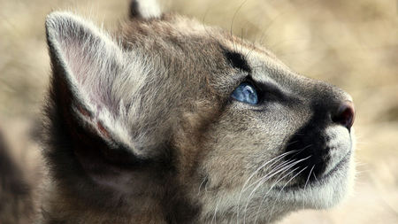 Cougar Cub - panther, cute, beautiful, cat, mountain lion, puma, cub, catamount, large cat, wild cat, cougar, wild