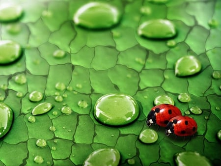 Ladybug in love - red, green, ladybug, drops, love