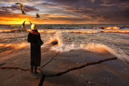 alone - waves, sunset, beach, gull