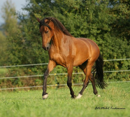 Bay Andalusian - horses, andalusian, iberian, bay, spanish