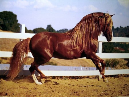 Glowing Beauty - spanish, horses, iberian, chestnut, andalusian