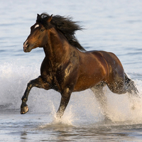 Bay Azteca Stallion