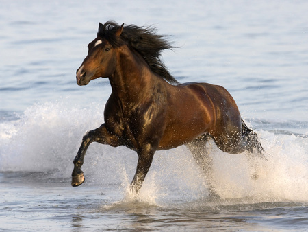 Bay Azteca Stallion - horses, hispanic, spanish, azteca, bay