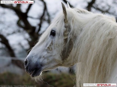 Thoughtful - spanish, grey, horses, andalusian