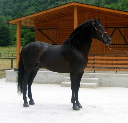 Spanish Stallion - black, spanish, horses, andalusian