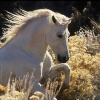 Horse Of The Sun