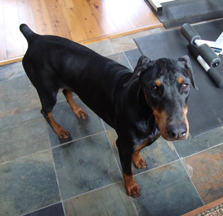 Lola - animals, lola, dobermans, cars, nature