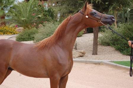 RHR Marcedes - arabians, marcedes, nature, animals