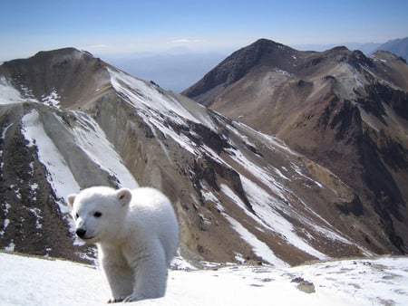 Knut * Dead March 19/2011 - bear, animal, winter, polar, snow, mountain, knut