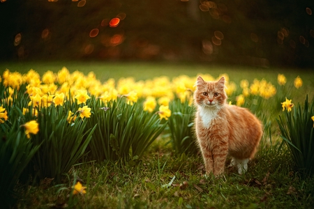 wanna play, hide and seek ? - cat, red tiger, beautiful, flowers, garden, spring