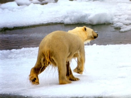 Polar bear - bear, animal, winter, polar, river