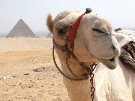 Camel - camel, smile, animal, desert