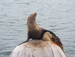 California sea lion