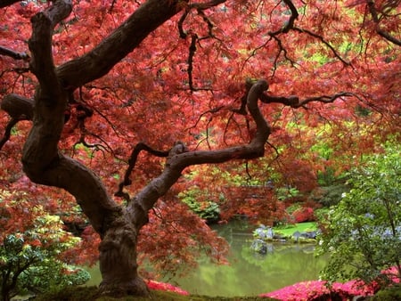 Fall tree - fall, forest, red, tree, autum