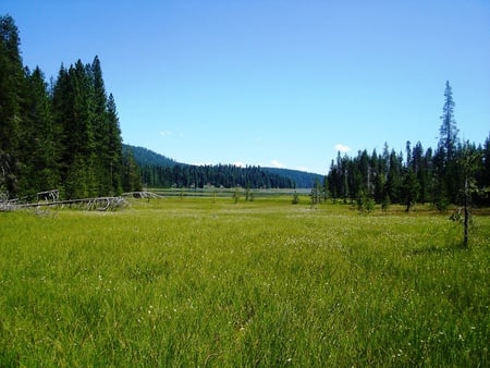 Fields of Green - fields, nature, green, grass