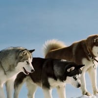 Siberian Huskies