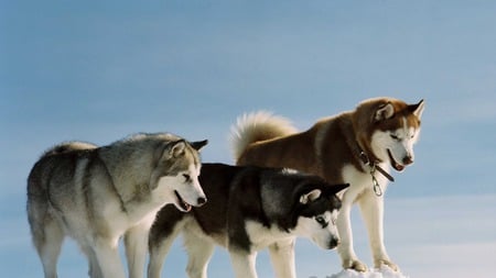 Siberian Huskies - alaska, russia, winter, russian, siberian husky, working, cold, snow, beautiful, huskies, dogs, siberia