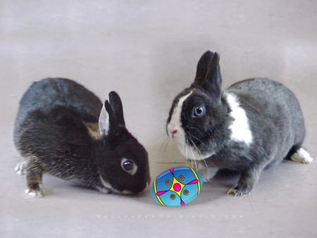 Easter rabbits - rabbit, risen, holiday, easter, egg