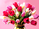 Pink tulips