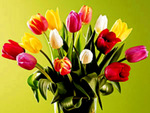 Mixed tulips