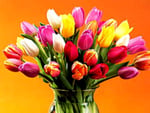 Tulips on orange background