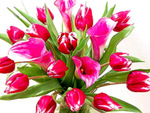 Pink and red tulips