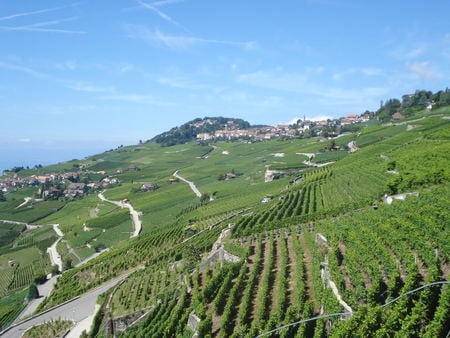 Vineyards - village, grapes, roads, hills, vines, green, terrace, houses