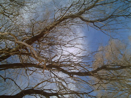 Tree against the Sky - sky, park, tree, portales, new mexico