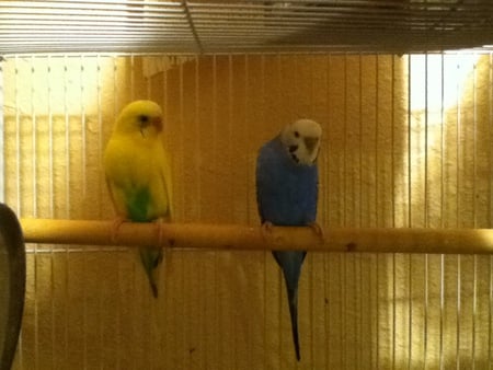 2 Parakeets - desert rose photography, portales, birds, new mexico, parakeets