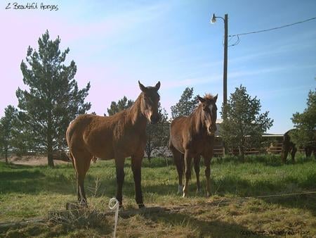 2 Loving Horses - horses, love, desert rose photography, horse, martinjoannarose