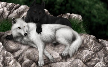 Stay Friends - two, black, wolf, wolves, white, together, dog, animal, dogs, friends, friend