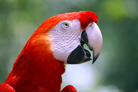 Hello,hello,hello... - beauty, animals, white, colour, red, parrot, sweet, cute, birds