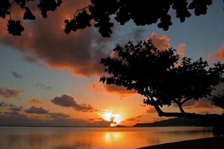 Tropical sunset - amazing, annini beach, landscape, hawaii, sunsets, reflection, sky, sun, clouds, branch, water, beauty, gold, orange, glow, black, nature, tropical, places, background