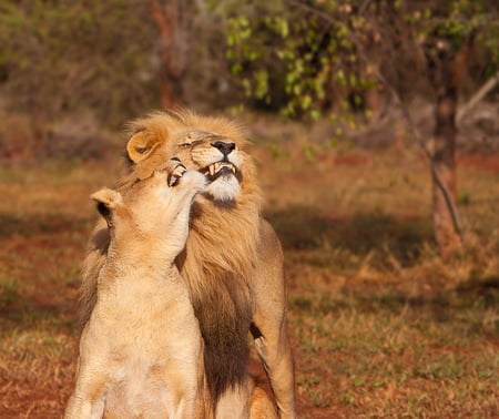 lion - lion, animal, couple, africa