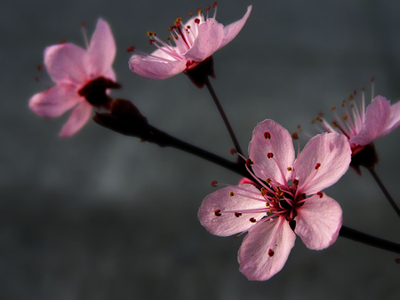 The beauty and the spring - abstract, details, awesome, amazing, minimal, spring, flower, pink