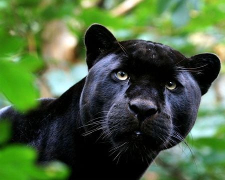 Panther (for Joanne) - eyes, forest, photo, black, big, animal, nature, picture, panther, wall, wild, wallpaper