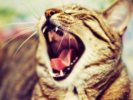 Roaring?? Phew! Just giving a yawn! :) - yawn, wallpaper, animal, photo, roar, cat, wall, teeth, mouth, picture, image, tongue