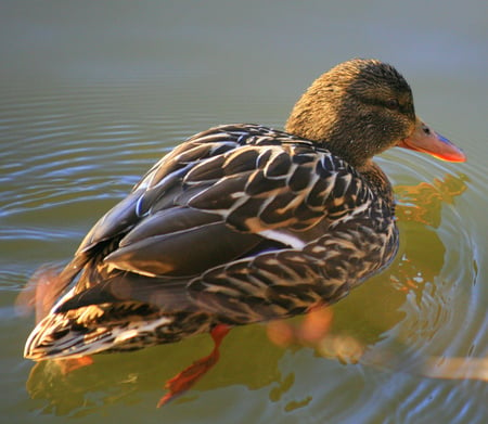 Morning swim - cute, animals, water, beauty, beautiful, mallard, ducks, morning, birds, swim, colorful