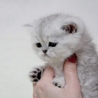 HANDFUL OF CUTENESS