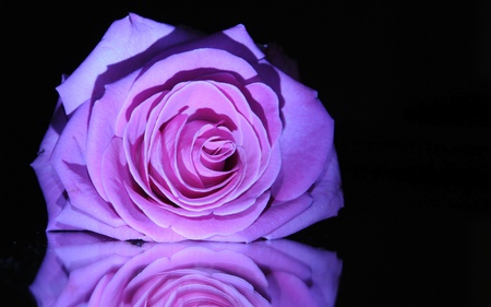 With Love - pretty, roses, for you, purple rose, beautiful, photography, beauty, lovely, with love, reflection, still life, flowers, nature, purple, rose, purple roses