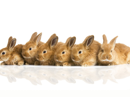 rabbits - rabbits, reflection, animals, beautiful